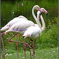 德國 漢堡 哈根貝克動物園 Tierpark Hagenbeck, Hamburg, Deutschland