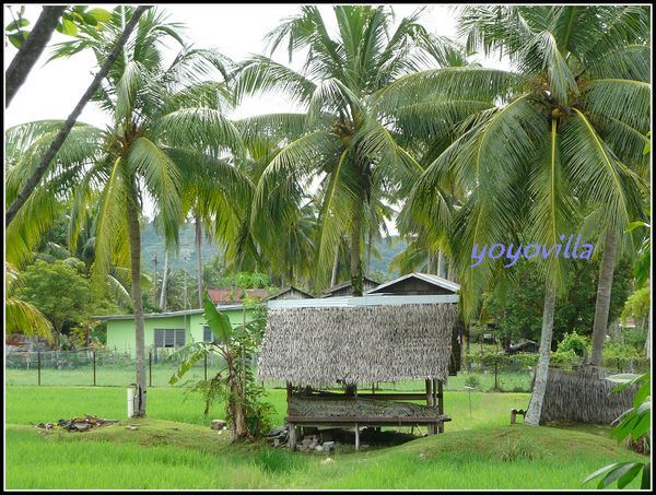 馬來西亞 蘭卡威 鄉村景色 Langkawi, Malaysia 