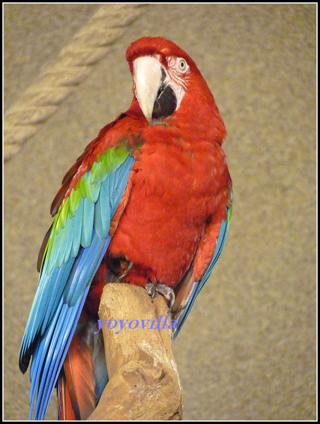 德國 漢堡 哈根貝克動物園 Tierpark Hagenbeck, Hamburg, Deutschland