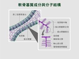 軟骨的成份和結構.jpg