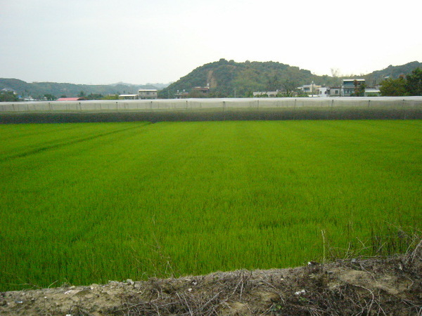 綠油油的稻田