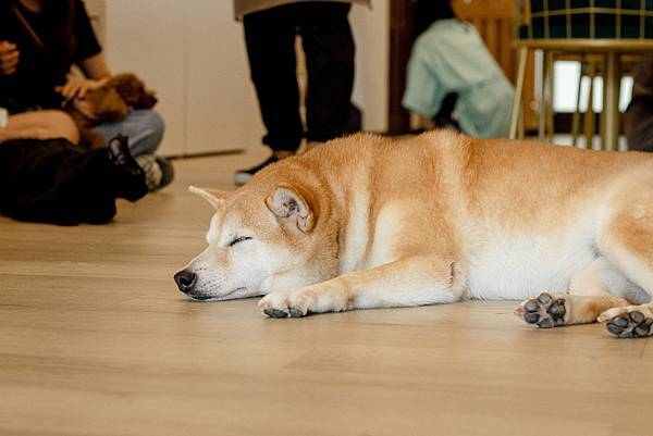 魔法咪嚕咖啡館 - 柴犬