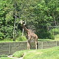 giraffe