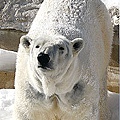 polar-bear(彌補沒拍到北極熊)