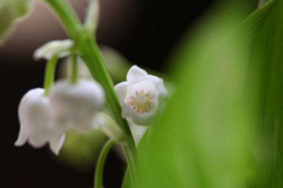 練習 鈴蘭 Camay 可果美的天空 痞客邦 練習 鈴蘭 Camay 可果美的天空 痞客邦