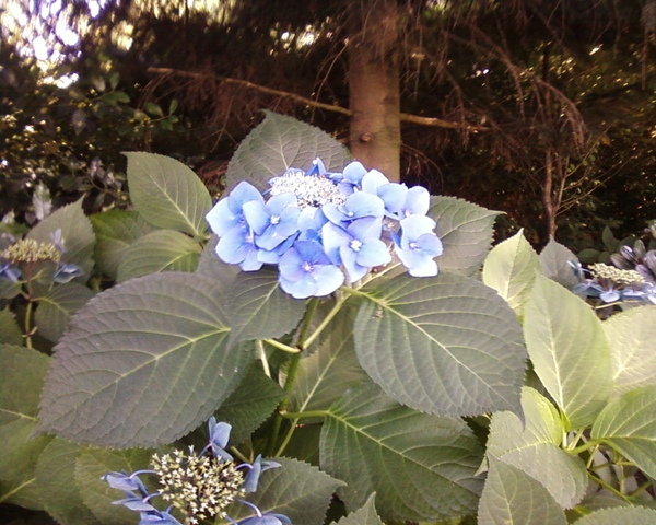 藍色的花.jpg