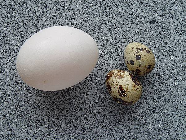 800px-Coturnix_coturnix_eggs