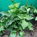 山芹菜.jpg