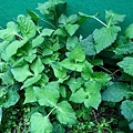 山芹菜1.jpg