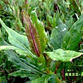 紅鳳菜2.jpg