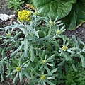 真鼠麴（黃花）.jpg