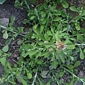 假鼠麴（灰白花）.jpg
