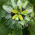 黃金百香果開花結果了4.jpg