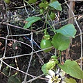 黃金百香果開花結果了.jpg5.jpg