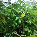 黃金百香果開花結果了.jpg7.jpg