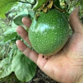 黃金百香果開花結果了.jpg6.jpg