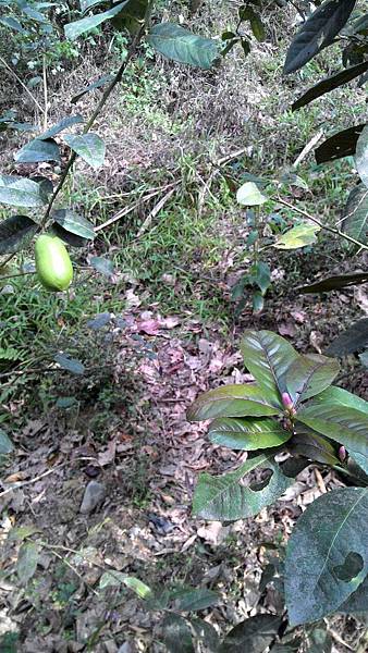 香水檸檬.jpg3.jpg