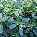 ba-srn-cai.jpg