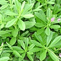 f9749481mq6.jpg