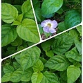 赤道櫻草，俗稱日本龍葵，又叫活力菜天香菜.jpg