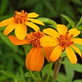 香葉萬壽菊.jpg
