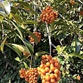 10346660_1029279637093908_7926984654156989_n(1).jpg台灣海桐
