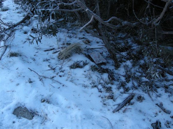 一下車.第一次這麼近看雪