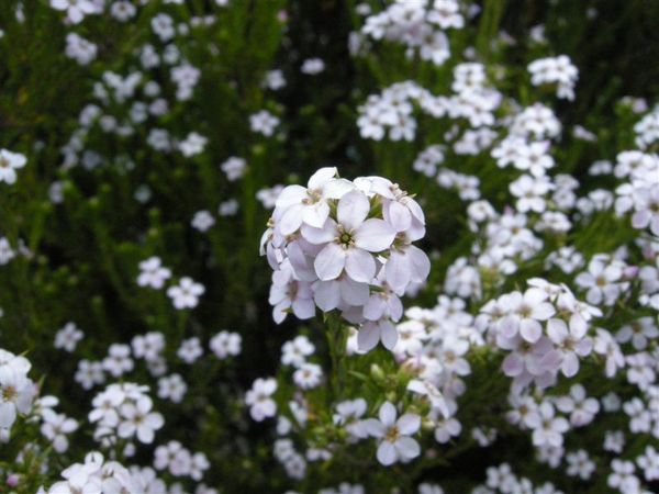 這個花會臭臭的....