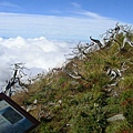 雲海&amp;玉山園柏