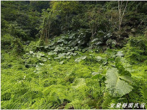 九寮溪生態步道11.jpg