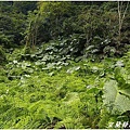 九寮溪生態步道11.jpg