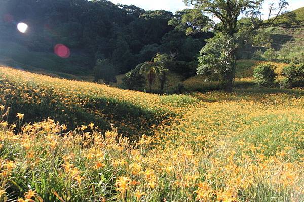 赤柯山金針花(106.8.27)_051.JPG