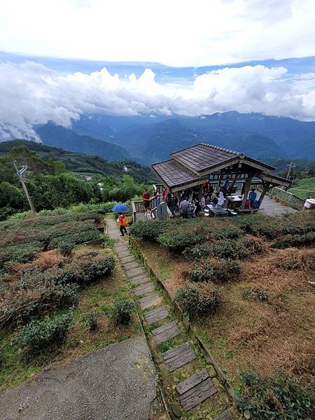 嘉義梅山-二尖山休閒茶園(112.08.19)