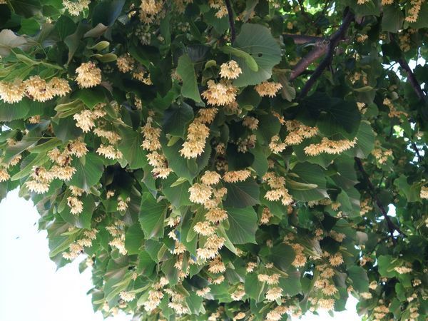 這棵樹開的花超香的，旁邊飛滿了蜜蜂