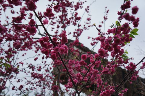 tn_DSC00833.JPG