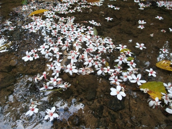 散落水面的油桐花