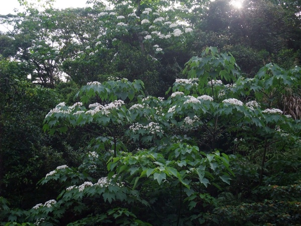 開滿油桐花