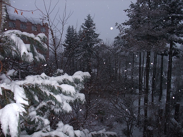 一早的十勝川~正飄著雪，來北海道的第二天看到下雪~真興奮