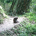 遇見擋路猴!