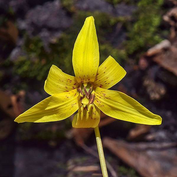 800px-Erythronium_americanum_-_anterior.jpg