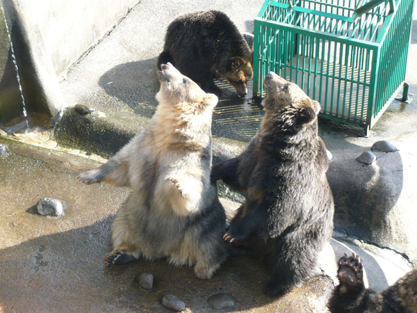 仰頭望飼料XD