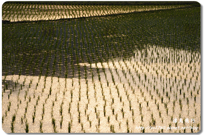 大雅小麥田_004_2014.jpg