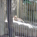 今天動物園裡的動物