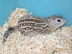 十三條紋地松鼠01學名Spermophilus tridecemlineatus英名thirteen-lined ground squirrel