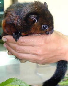 大赤鼯鼠01學名petaurista petaurista grandis英名Formosan Giant Flying Squirrel