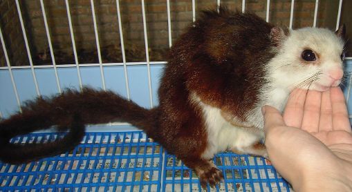 白面鼯鼠01學名Petaurista alborufus lena 英名Formosan White-faced Flying Squirrel