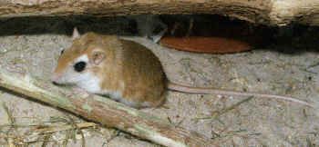 北非沙鼠01學名Gerbillus campestris英名Large North African Gerbil