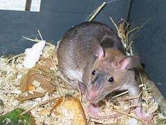 非洲巨頰囊鼠01學名Cricetomys gambianus英名African Giant Pouched Rat