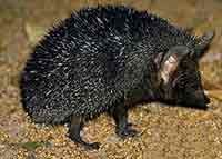 阿拉伯沙漠刺猬01學名Paraechinus hypomelas英名Brandt's Hedgehogs