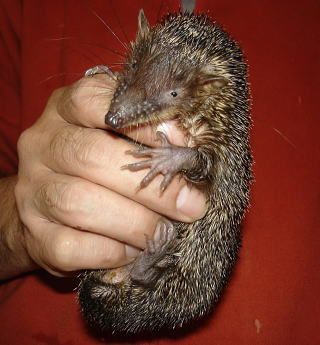 馬島大猬01學名setifer setosus英名Large Madagascar Hedgehog